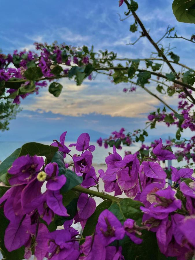 Du Lac Aparments Ντεζεντσάνο ντελ Γκάρντα Εξωτερικό φωτογραφία